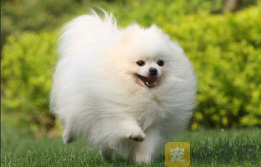 博美犬为什么要美容？