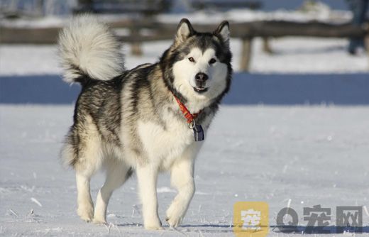 饲养阿拉斯加雪橇犬需要注意什么？