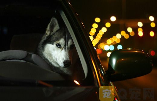 宠物狗为什么不能乘车？