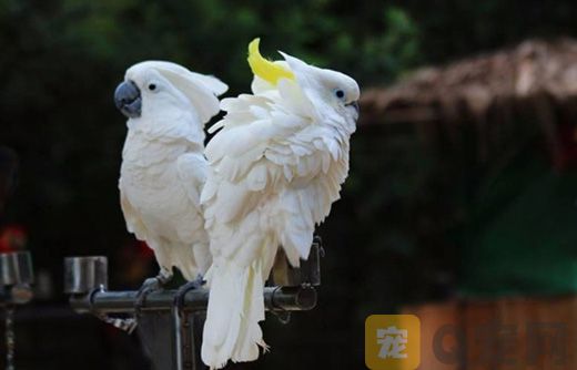 饲养葵花鹦鹉需要注意哪些问题？