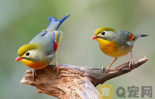 喂食相思鸟需要注意的问题？(图1)