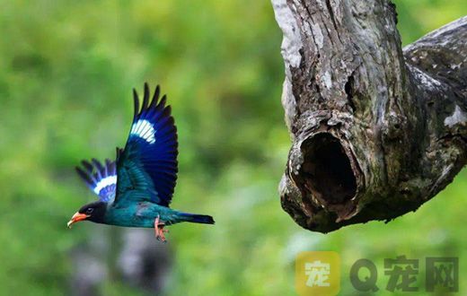 饲养三宝鸟需要注意什么？