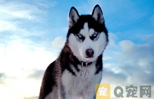 怎样检查哈士奇是否健康？