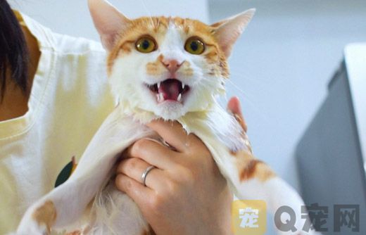 如何清除猫咪的牙结石？