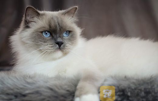 怎么解开猫咪身上的毛团？