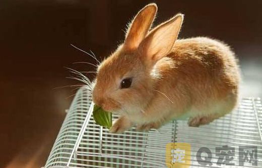 兔子可以吃零食吗？