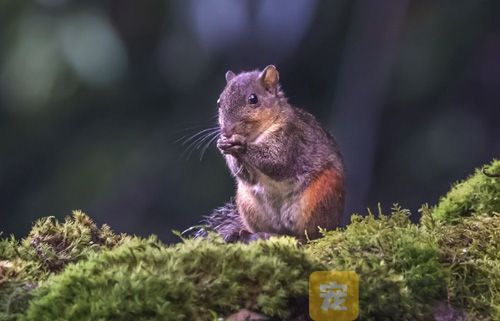 长吻松鼠的饲养环境(图1)