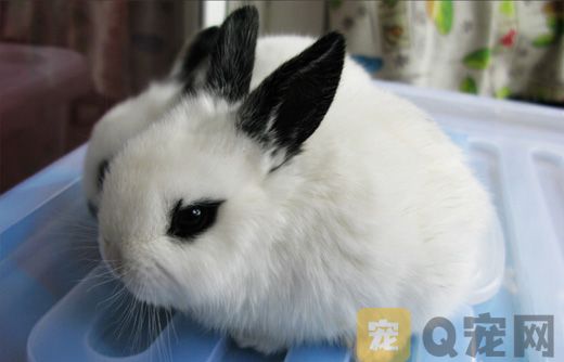 如何训练小白兔定点排泄？