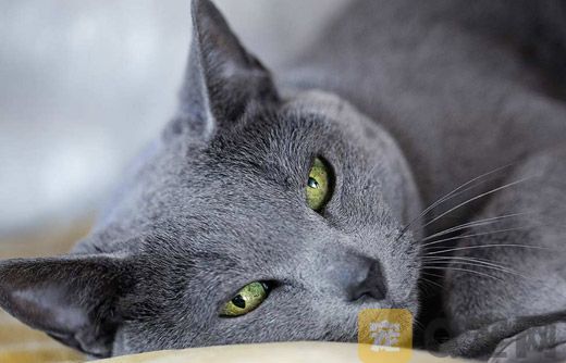 给猫咪掏耳朵需要注意什么？