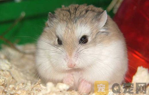 使用浴沙给仓鼠洗澡需要注意什么？