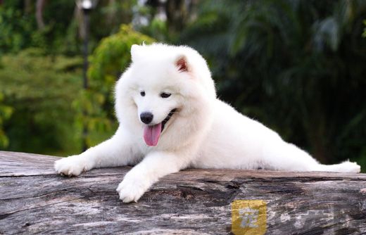 夏天可以给萨摩耶剪毛吗？