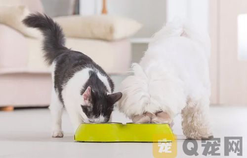 为宠物狗宠物猫做绝育有哪些好处？(图1)