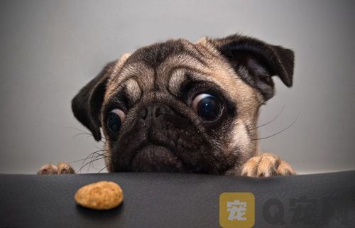 宠物狗吃饭喜欢挑食怎么办？