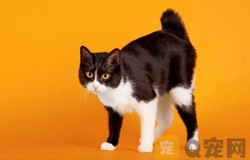 宠物猫不能吃的食物有哪些？