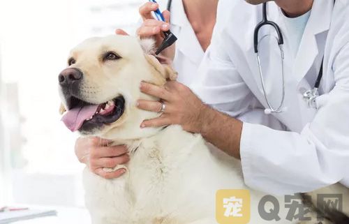 如何为狗狗打针？