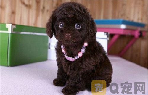 泰迪犬乱叫怎么办？