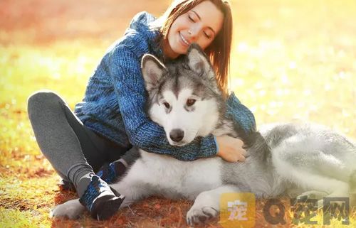 如何为宠物狗狗清理毛发？