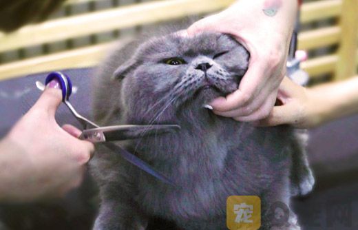 夏季猫咪究竟需不需要剃毛？(图1)
