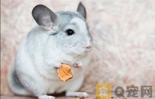 怎么样选购优质的龙猫？(图1)