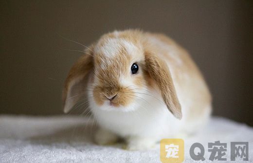 喂养幼兔需要注意什么问题？(图1)