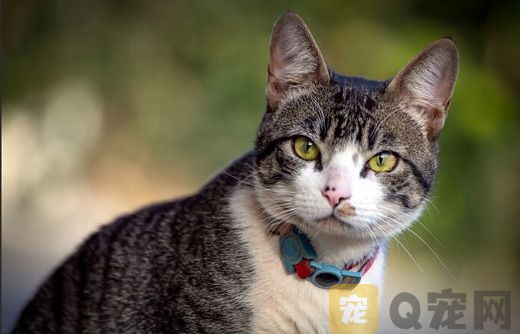 为什么猫咪饭后会舔脸？