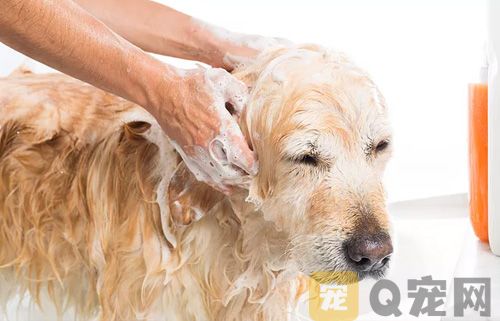 给狗狗洗澡需要注意什么问题？
