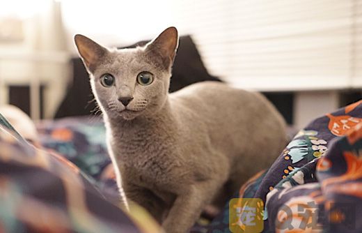 猫咪的日常护理哪些？(图1)