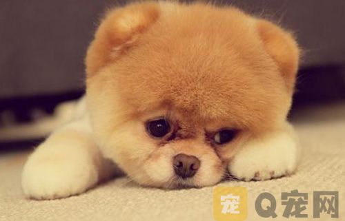 狗狗不能吃的蔬菜有哪些？