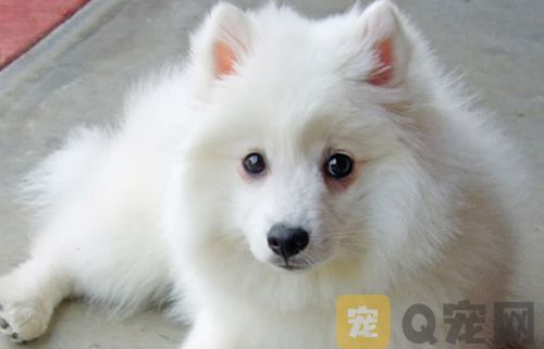 如何解决狗狗的营养问题？(图1)
