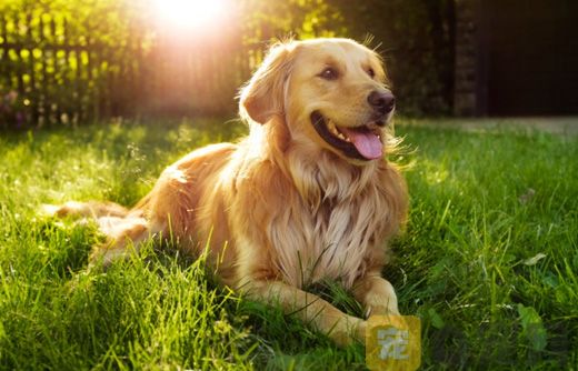 如何预防金毛犬感冒？(图1)