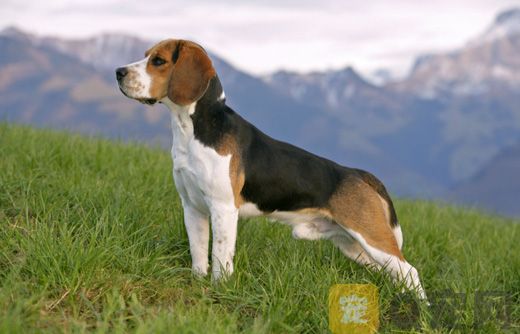 如何鉴别比格犬？
