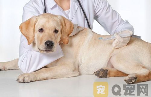 如何为狗狗做体检？