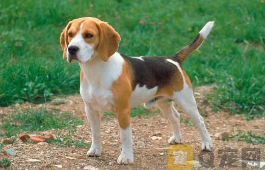 购买比格犬要注意什么？