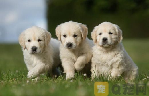 金毛犬为什么会腹泻？