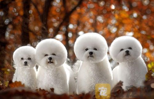 狗狗眼睛里的分泌物是怎么回事？