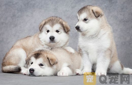 幼犬怎样预防皮肤病？