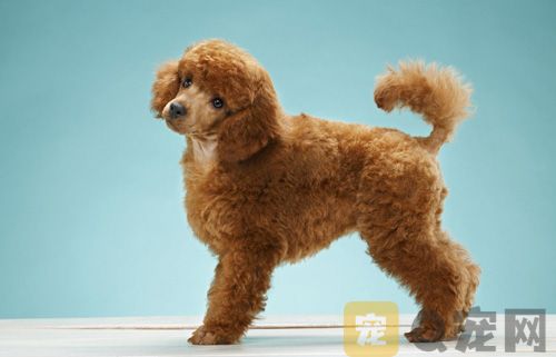 狗狗的营养要素如何把握？