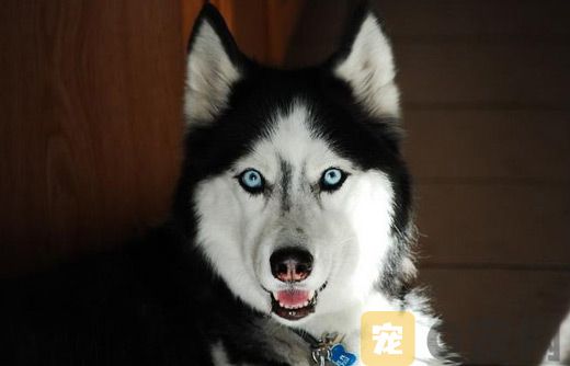 怀孕期的哈士奇该怎样喂养？