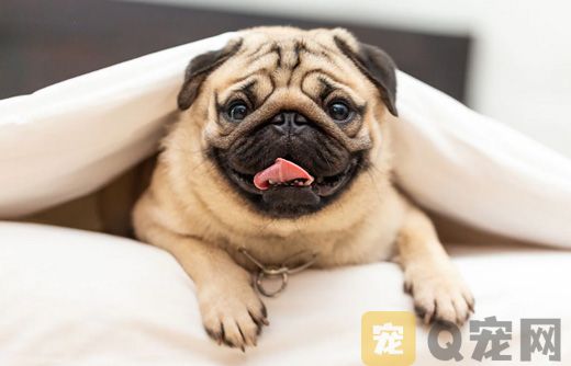 如何帮助狗狗助产？