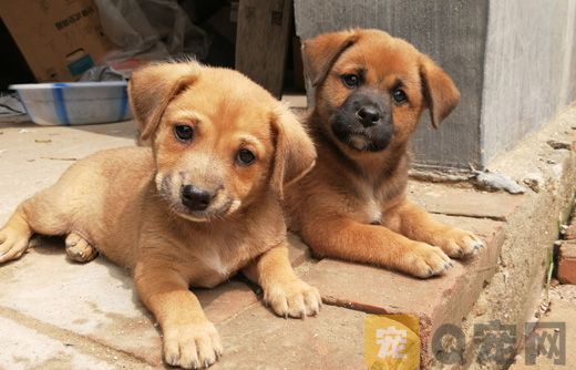 狗狗伤病如何急救？