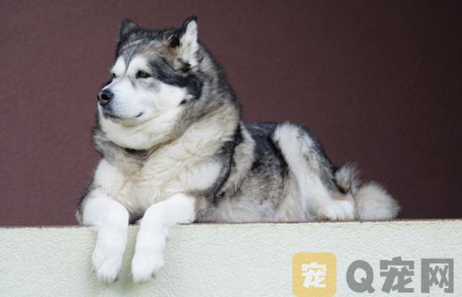 如何为家里的狗狗剪指甲？