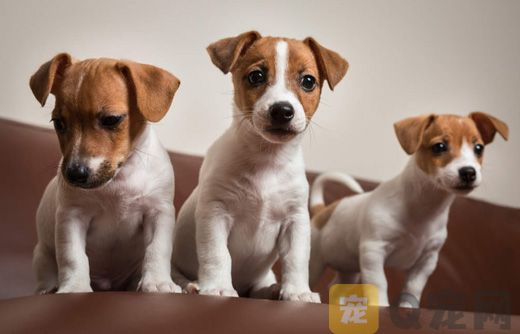 狂犬疫苗的知识误区有哪些？