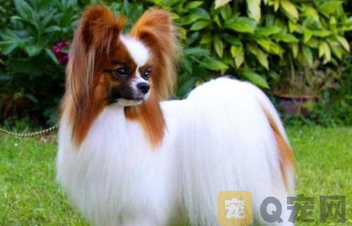 如何为狗狗梳理毛发？