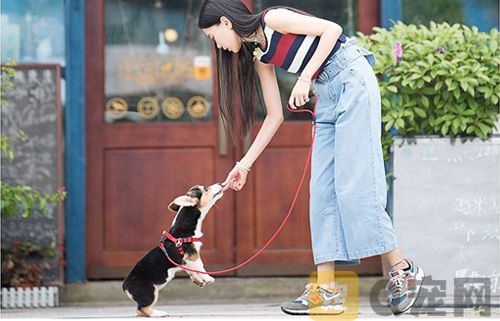 狗狗喝水需要注意什么问题？