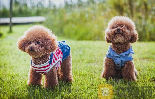 如何为幼犬做美容？