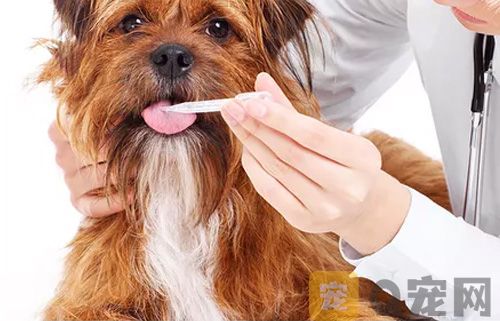 买狗的时候如何避免买到星期狗？(图1)