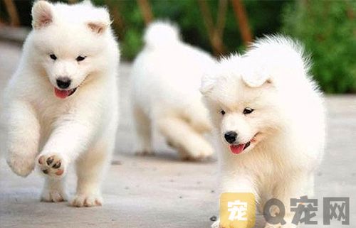 如何区别狗狗得传染病还是感冒？