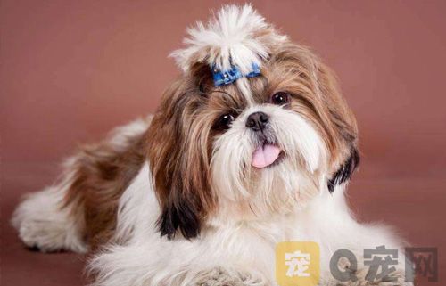喂养西施犬需要注意什么问题？