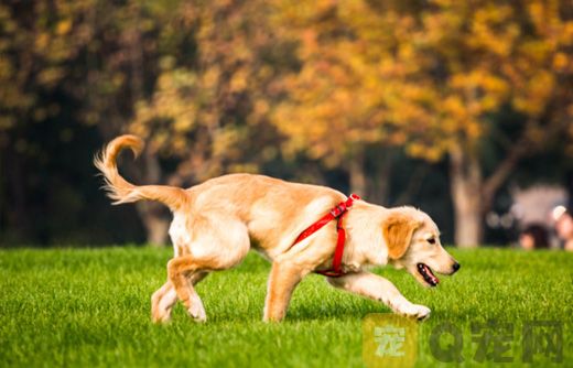 夏天到了，如何防止金毛犬中暑？