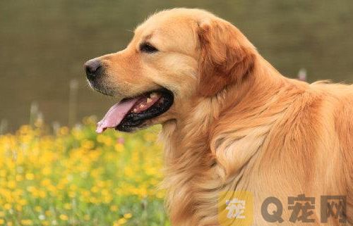 夏天到了如何防止狗狗中暑？